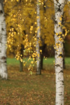Herbst / ***