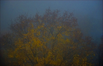 Morgennebel / ***