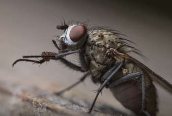 Fly / ***
