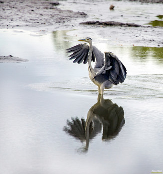 Gray Heron / Gray Heron
birds
DescriptionThe Great Blue Heron, also called heron, is a bird of the order Pelecaniformes. It is widespread and frequent in Eurasia and Africa. Worldwide, four subspecies are distinguished. In Central Europe it is represented with the nominate form Ardea cinerea cinerea. Wikipedia
Scientific name: Ardea cinerea
Family: Egrets (Ardeidae)
Span: 1.6 - 2 m
Weight: 1 - 2.1 kg