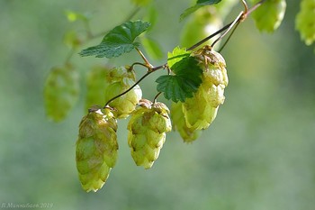Hop / ***