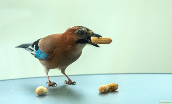  / jay
birds
DescriptionThe Eurasian Jay is a songbird from the corvidae family. It is spread over Europe, parts of North Africa and the Middle East and in a wide belt through Asia and there south to Indochina. Wikipedia
Scientific name: Garrulus glandarius
Clutch size: 4 - 6
Length: 34 cm Encyclopedia of Life
Weight: 160 g Encyclopedia of Life
Eichelhäher
Vögel
BeschreibungDer Eichelhäher ist ein Singvogel aus der Familie der Rabenvögel. Er ist über Europa, Teile Nordafrikas und des Nahen Ostens sowie in einem breiten Gürtel durch Asien und dort südwärts bis nach Indochina verbreitet. Wikipedia
Wissenschaftlicher Name: Garrulus glandarius
Gelegegröße: 4 – 6
Länge: 34 cm Encyclopedia of Life
Gewicht: 160 g Encyclopedia of Life