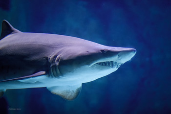 Shark / ***