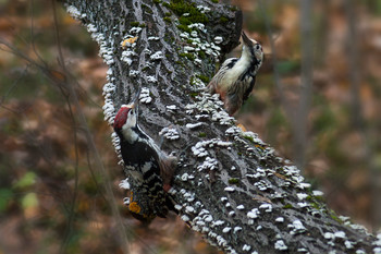 Confrontation / ***