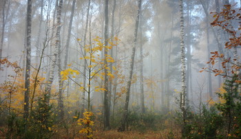 in den herbstlichen Wald / ***