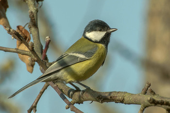 Big Tit / ***