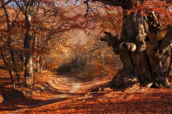 in den herbstlichen Wald / ***