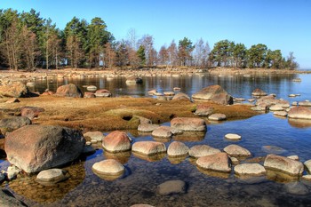and trees on the rocks / ***