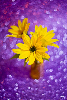 Yellow flowers / ***