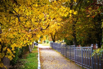 Autumn / ***