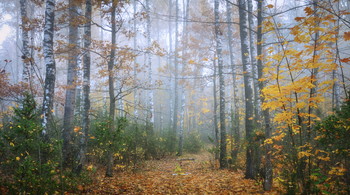 Forest track / ***