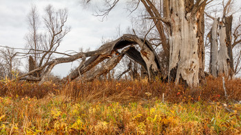 Old Tree / ***