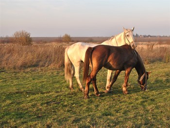 Horses / ***