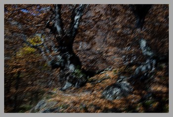 Herbstwald / ***
