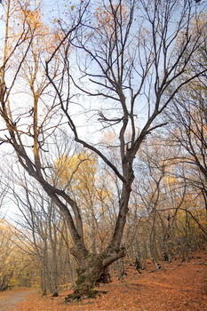 Herbst / ***