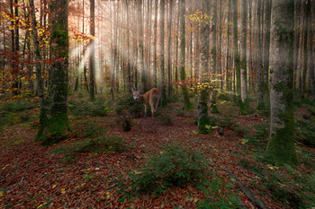 Composing / Morgens im Zauberwald am Offensee. Composing aus zwei Bilder