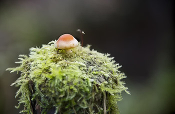 On the stump / ***