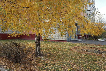 gold autumn / ***