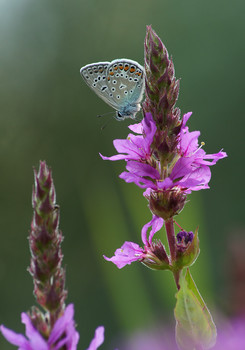Copper-butterfly / ***