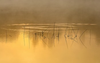  / ***