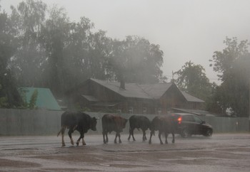 Rainy mood / ***
