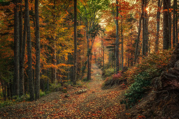 Autumn forest / ***
