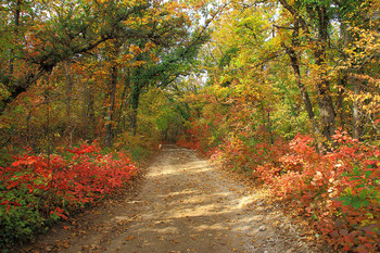 Crimean Autumn Forest / ***