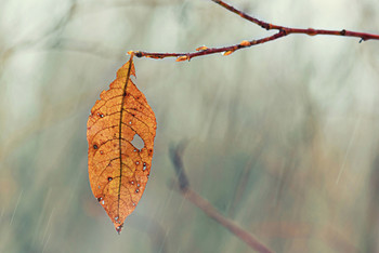 Rainy mood / ***