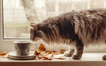 Rainy mood / ***