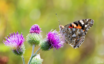 The Painted Lady Distelfalter / Photographed with Canon EOS 5D Mark IV
EF100-400mm f / 4.5-5.6L IS USM and 31mm Spacer
The Painted Lady is a butterfly of the noblefolk family. The specific epithet is derived from Carduus, a genus of plants whose leaves serve the caterpillars as food. Wikipedia
Scientific name: Vanessa cardui
Life expectancy: 12 months (From egg to death, In the wild)
Order: Butterflies (Lepidoptera)
Class: Insects (Insecta)
Family: Nymphalidae
Wingspan: 4 - 7,3 cm (adult)