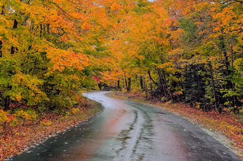 Rainy mood / 06.10.2019 - Harris Road - Algonquin State Park - Ontario - Canada