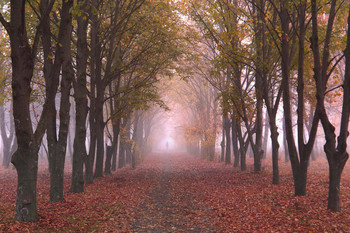 Herbst Trauer / ***