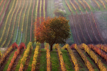 Vinic podzim / ***
