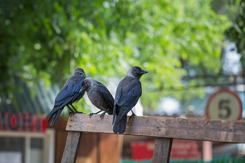 Jackdaws / ***
