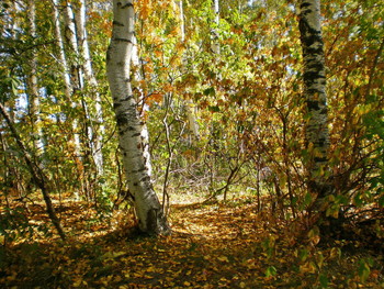 Autumn / ***