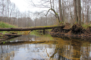 Tributary of Pripyat / ***