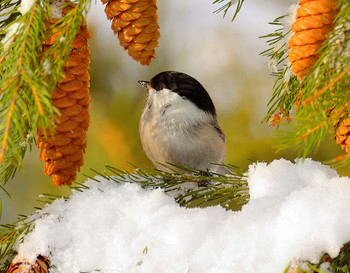 in the winter forest / ***