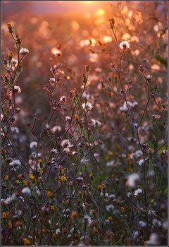 Autumn light / ***