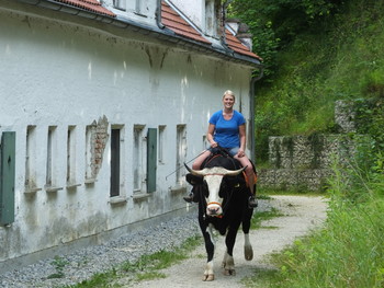 Ochsenreiten in Bayern / ***