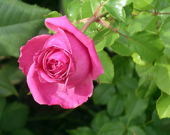 &nbsp; / Rose