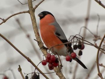 Bullfinch / ***
