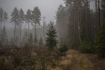 Der Geruch des Herbstes / ***