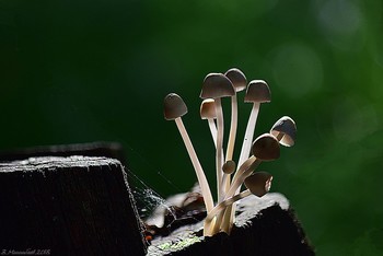 Friendly Family / ...