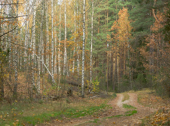 Straße zum Herbst / ***