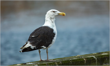 Gull / The seagulls (Laridae) form a bird family within the order of the Plover-type (Charadriiformes or waders and gull birds).
In addition to the actual seagulls, some authors also call the skuas (Stercorariidae),
the terns (Sternidae) and scissor beaks (Rhynchopidae) and sometimes also the alken birds (Alcidae) incorporated into this family.

Seagulls are medium to large birds. They have relatively long and narrow, pointed wings and strong, slender beaks with light weight
downwardly curved upper beak. The three forward toes are connected by webs, a fourth, very short,
Toe points to the back or is missing in some species.

Seagulls are mostly white-gray feathered, often with black coloring on the head, on the back and on the wings. The sexes differ
not in color, but males are a bit bigger. In many species, the juveniles are brownish colored. The larger gull species
It takes up to four years for full coloration, for the smaller ones, two years are normal. Many species have different
Breeding and rest clothes. Species with a dark head color in the breeding dress lose it in the resting dress and then have only a few dark ones
Stains on the sides of the head and neck.

(Wikipedia)