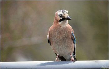  / jay
birds
DescriptionThe Eurasian Jay is a songbird from the corvidae family. It is spread over Europe, parts of North Africa and the Middle East and in a wide belt through Asia and there south to Indochina. Wikipedia
Scientific name: Garrulus glandarius
Clutch size: 4 - 6
Length: 34 cm Encyclopedia of Life
Weight: 160 g Encyclopedia of Life
Eichelhäher
Vögel
BeschreibungDer Eichelhäher ist ein Singvogel aus der Familie der Rabenvögel. Er ist über Europa, Teile Nordafrikas und des Nahen Ostens sowie in einem breiten Gürtel durch Asien und dort südwärts bis nach Indochina verbreitet. Wikipedia
Wissenschaftlicher Name: Garrulus glandarius
Gelegegröße: 4 – 6
Länge: 34 cm Encyclopedia of Life
Gewicht: 160 g Encyclopedia of Life