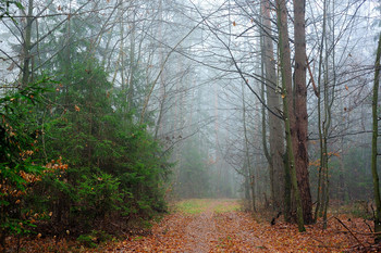 Forest Trail / ***