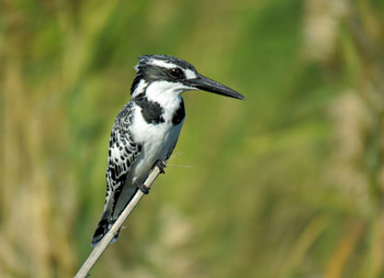 Little Pied Kingfisher / ***