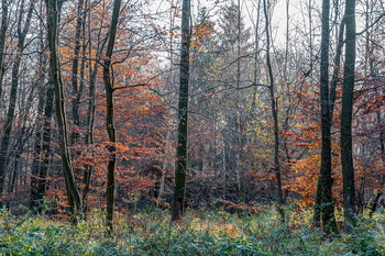 Herbstfarben .. / ---------