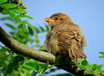 Sparrow / ***